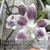 Phal. tetraspis " Jiaho Blue C1 '' 