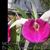 Bc. Yu Toung Star 'Hot Lip' (Tetradip ' Junko' PC/JOS x Morning Glory)
