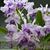 Ctts. Poor Paul 'Blue Heaven' PC/JOS (Portia var Blue x Cattleya purpurata)