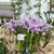 Ctts. Poor Paul 'Blue Heaven' PC/JOS (Portia var Blue x Cattleya purpurat)