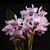 Ctts. Poor Paul 'Blue Heaven' PC/JOS (Portia var Blue x Cattleya purpurat)