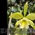 Blc. Everything Nice 'Showtime' HCC/AOS (Mem. Helen Brown x B. perrinii)