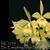 Blc. Everything Nice 'Showtime' HCC/AOS (Mem. Helen Brown x B. perrinii)