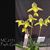 Paph. Green Horizon 'Account #1' SM/TPS (Makuli x phillippinense)