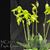 Paph. Green Horizon 'Account #1' SM/TPS (Makuli x phillippinense)