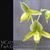 Paph. Green Horizon 'Account #1' SM/TPS (Makuli x phillippinense)