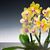 Phal. Citrus Candy 'Canady'  (Tying Shin Forever Love x Tying Shin Golden City) 