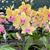 Phal. Citrus Candy 'Canady'  (Tying Shin Forever Love x Tying Shin Golden City) 