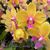 Phal. Citrus Candy 'Canady'  (Tying Shin Forever Love x Tying Shin Golden City)