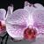 Phal. Paige Shiver 'Smiling'  (FANGtastic Roslynn Greenberg x I-Hsin The Big Bang)