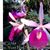 Bc. Yuan Nan Star War 'Sweetheart'  (Mem. Robert Strait x Wonder Star)