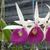 Bc. Yuan Nan Star War 'Sweetheart'  (Mem. Robert Strait x Wonder Star)