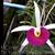 Bc. Yuan Nan Star War 'Sweetheart'  (Mem. Robert Strait x Wonder Star)