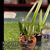 Bc. Yuan Nan Star War 'Sweetheart'  (Mem. Robert Strait x Wonder Star)