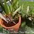 Bc. Yuan Nan Star War 'Sweetheart'  (Mem. Robert Strait x Wonder Star)