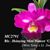 Rlc . Hsinying Mini Dancer 'Ching Ming'  (Mini Song x Li  Jiuan dancer)
