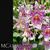 Bifla. Big Shot 'Pink Leopard'  (Alcra Tahoma Glacier x Mps. Maui Titan)