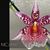 Bifla. Big Shot 'Pink Leopard'  (Alcra Tahoma Glacier x Mps. Maui Titan)