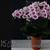 Phal. Lioulin Hot Lip 'Charming Butterfly' AM/AOS