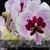 Phal. Lioulin Hot Lip 'Charming Butterfly' AM/AOS