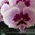 Phal. Lioulin Hot Lip 'Charming Butterfly' AM/AOS