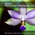 Phal. Norman's Blue Penang 'George Town'  (Purple Martin x mentawaiensis)