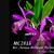 Bct. Taiwan Mermaid 'Purple Splash' BM/JOGA (Maikai x Thospol Spot)