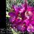 Bct. Taiwan Mermaid 'Purple Splash' BM/JOGA (Maikai x Thospol Spot)