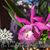 Bct. Taiwan Mermaid 'Purple Splash' BM/JOGA (Maikai x Thospol Spot)
