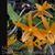 Den. Sheng Yi Bumblebee 'Sunkiss' HCC/AOS  (Stardust ' Firebird ' x unicum)