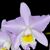 Lc. Puppy Love 'True Beauty' HCC/AOS