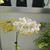 Phal. intermedia 'Canary Lip' BM/23 WOC ( x )