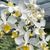 Phal. intermedia 'Canary Lip' BM/23 WOC ( x )