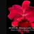 Rlc. Hsinying Scarlet 'Cherry'  (Pot. Kozo's Scarlet 'Vi- Emi' SM/JOGA x Shinfong Honey)