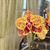 Phal. Norman's Golden Leopard 'Fortune'