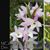 Den. Takamo Yoki 'Sakura' 
