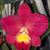 Ctts. Chief Berry 'Ember' (Sunrise Doll x C. Love Castle)