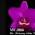 Rlc. Hsinying Aloha 'Super' (Aloha Case x Li Jiuan Dancer)