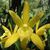 Cym. Golden Elf 'Sundust Variegata'  (Cym. ensifolium x Enid Haupt)
