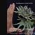 Platycerium. willinchii 'Bacteria'  