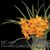 Paravanda. Golden Delight 'Crownfox' AM/AOS (Paraphalaenopsis denevi x V. Suksamran Sunlight)