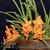 Paravanda. Golden Delight 'Crownfox' AM/AOS (Paraphalaenopsis denevi x V. Suksamran Sunlight)