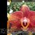 Phal. KC Catamoun 'Kona Suns' 