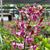 Dendrochilum. Little Antelope 'Sweetheart' (lasianthera x Minnie)