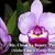 Rlc. Chien Ya Beauty 'Purple Rose' (Aloha Case x Tzeng-Wen Beauty)