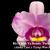 Rlc. Chien Ya Beauty 'Purple Rose' (Aloha Case x Tzeng-Wen Beauty)