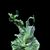 Platycerium. wandae 'Dwarf and Curling' 