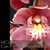 Cym. Fire Doll 'Swearheart' (Dolly x Beaconfire)