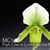 Paph. Clair de Lune ‘Edgard Van Belle’ FCC/RHS