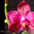 Phal. Ember 'Blumen Insel' AM/AOS (Mahalo 'Carmela' FCC/AOS x George Veasquez 'Eureka' FCC/AOS)